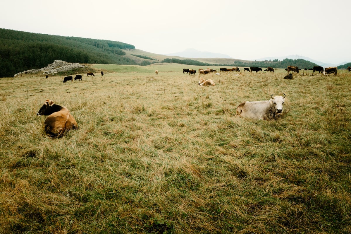 A Home Already Lost — Tsalka, Georgia — frame